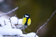 Mesange_ Charbonniere_2_180115