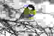 Mesange_ Charbonniere_3_180115