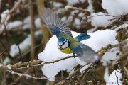Mesange_Bleu_Envol_150130