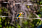 Sri Lanka_S_-1177