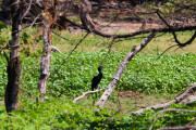 Sri Lanka_S_-1183