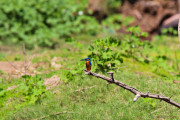 Sri Lanka_S_-1184