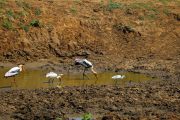 Sri Lanka_S_-1203