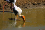 Sri Lanka_S_-1205