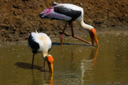 Sri Lanka_S_-1206
