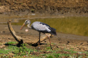 Sri Lanka_S_-1207