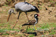 Sri Lanka_S_-1209