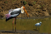 Sri Lanka_S_-1212