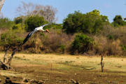 Sri Lanka_S_-1214