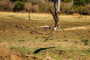Sri Lanka_S_-1220
