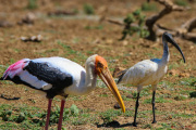 Sri Lanka_S_-1229