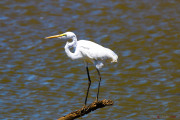 Sri Lanka_S_-1242