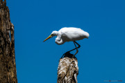 Sri Lanka_S_-1244