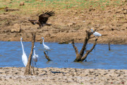 Sri Lanka_S_-1255