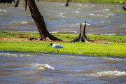 Sri Lanka_S_-1273