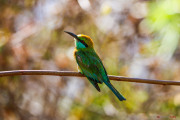 Sri Lanka_S_-1274