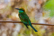 Sri Lanka_S_-1275