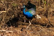Sri Lanka_S_-1294