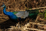 Sri Lanka_S_-1296