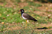 Sri Lanka_S_-1304
