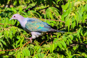 Sri Lanka_S_-1310