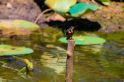 Sri Lanka_S_-1379