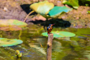 Sri Lanka_S_-1380