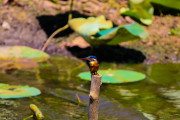 Sri Lanka_S_-1382