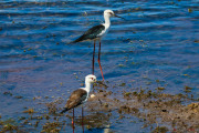 Sri Lanka_S_-1387