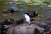 Sri Lanka_S_-1393