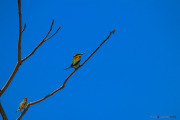 Sri Lanka_S_-1394