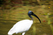 Sri Lanka_S_-1395