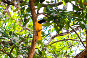 Sri Lanka_S_-314