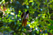 Sri Lanka_S_-634