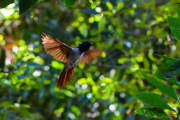 Sri Lanka_S_-635