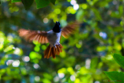 Sri Lanka_S_-636