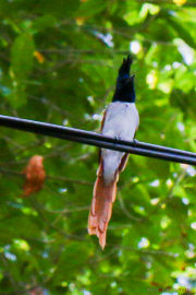 Sri Lanka_S_-637