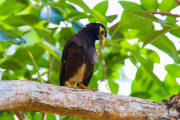 Sri Lanka_S_-749