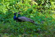 Sri Lanka_S_-75
