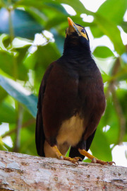Sri Lanka_S_-751