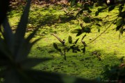 Sri Lanka_S_-76
