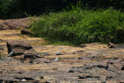 Sri Lanka_S_-868