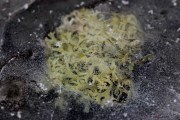 Lichen_prisonnier_180115