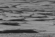 Neige_Val-de-Ruz_NB_150207-1