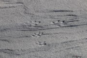 Neige_Val-de-Ruz_NB_150207-11