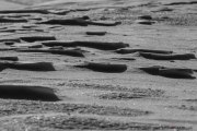 Neige_Val-de-Ruz_NB_150207-3