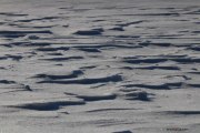 Neige_Val-de-Ruz_NB_150207-6