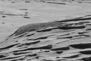 Neige_Val-de-Ruz_NB_150207-7