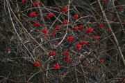 baies rouge_140101