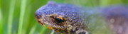 L_oeil_du_triton_pano